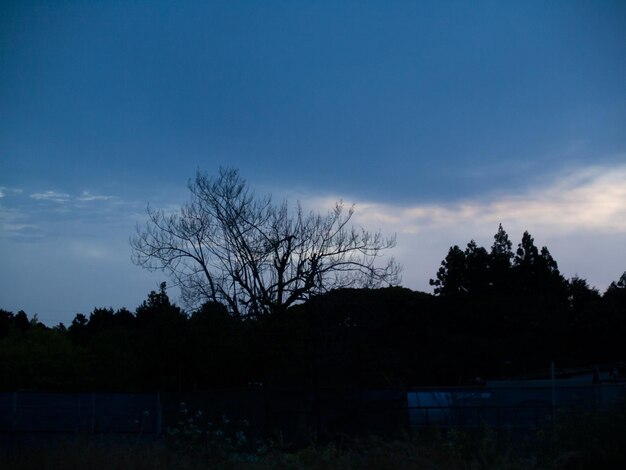 Silhouette trees on field against sky at sunset