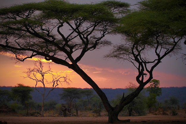 Silhouette trees on field against sky at sunset