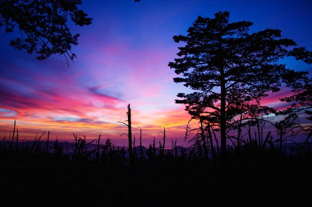 夕暮れの空を背景に畑の木のシルエット