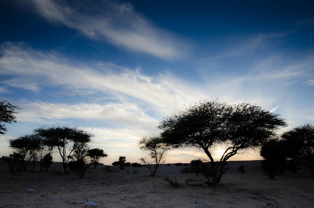 Foto silhouette di alberi sul campo contro il cielo