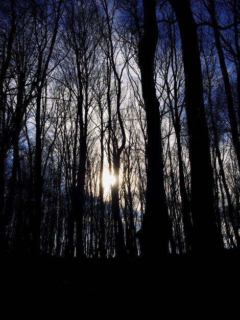 Photo silhouette trees on field in forest