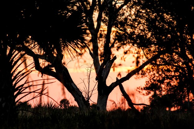 Foto silhouette di alberi sul campo al tramonto