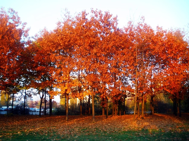 Photo silhouette of trees in field