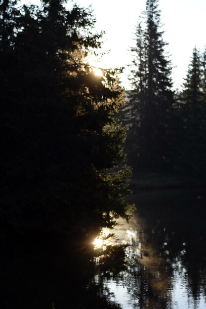 Silhouette trees in forest against sky during sunset