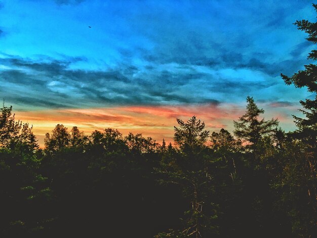 Silhouette trees in forest against sky at sunset