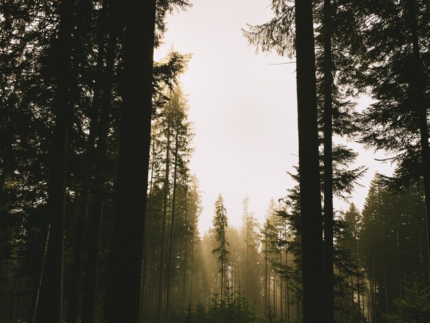 Silhouette trees in forest against sky