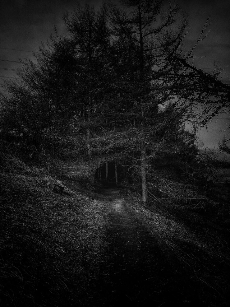 Photo silhouette trees in forest at night