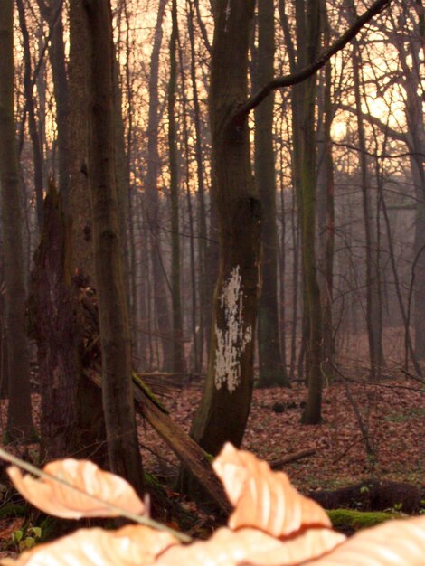 Photo silhouette of trees in forest