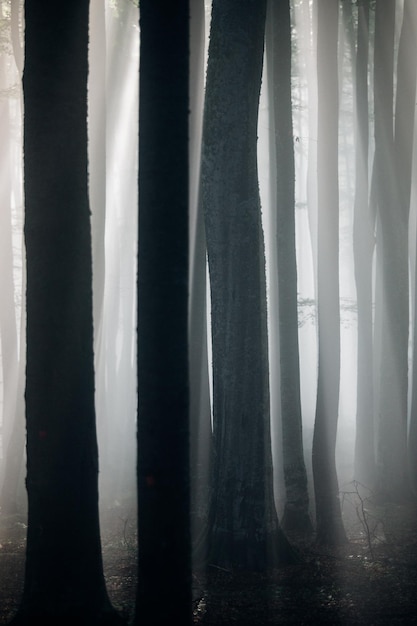 Photo silhouette trees in forest