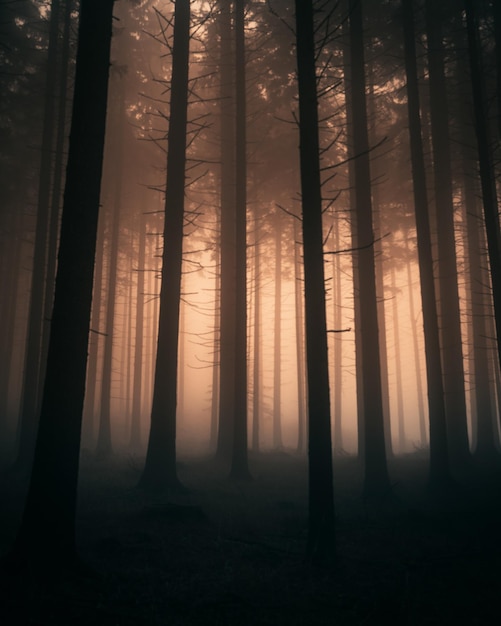 写真 夜明けの空に照らされた森のシルエットの木