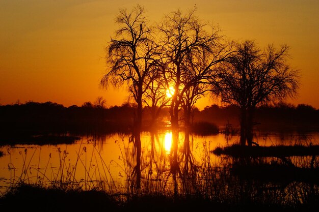 Silhouette trees on lake against sky during sunset