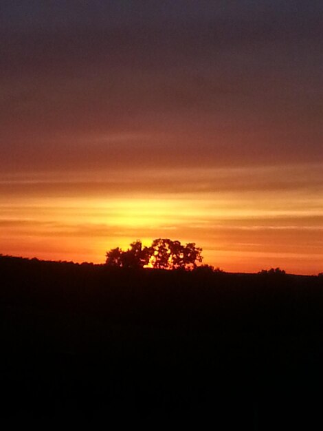 Silhouette trees on landscape against orange sky