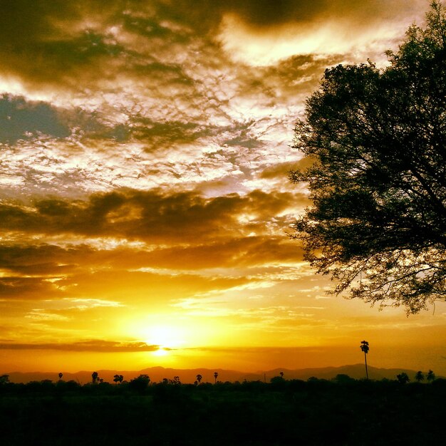 Silhouette trees on landscape against scenic sky