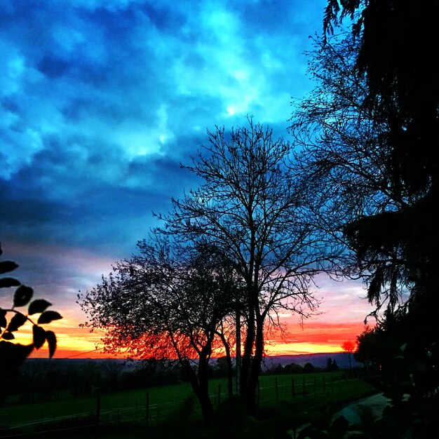 Silhouette trees on landscape against sky at sunset