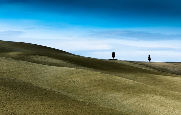 Foto silhouette di alberi sul paesaggio contro il cielo