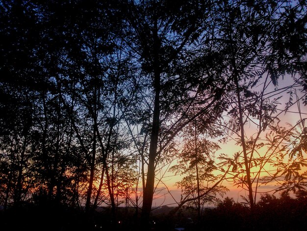 Foto silhouette di alberi sul paesaggio al crepuscolo