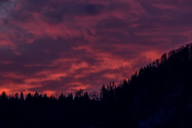 Photo silhouette trees and plants against dramatic sky during sunset