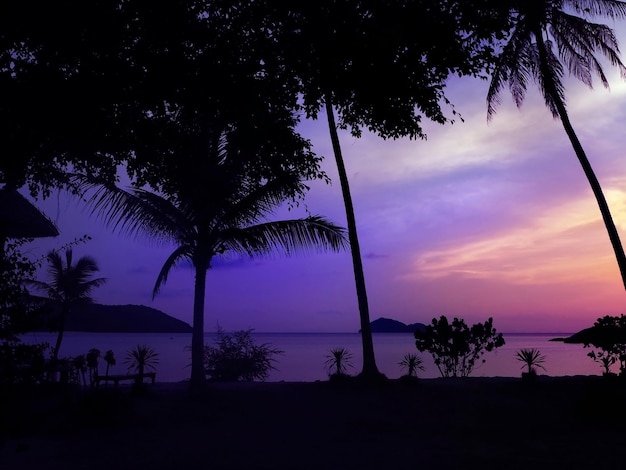 Photo silhouette trees and plants by sea against sky during sunset