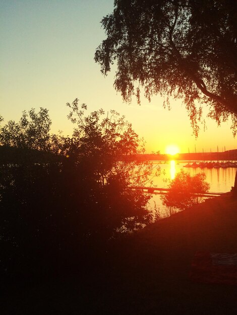 Photo silhouette of trees at sunset