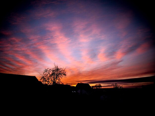 Foto silhouette di alberi al tramonto