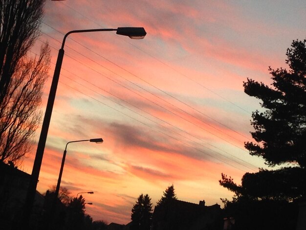 Silhouette of trees at sunset