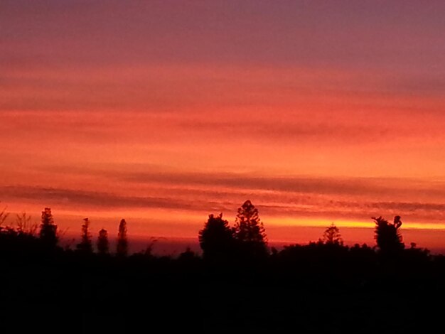 Photo silhouette trees at sunset