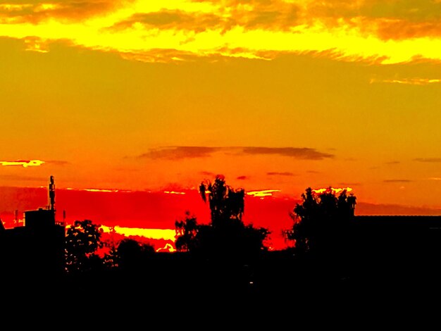 Silhouette of trees at sunset