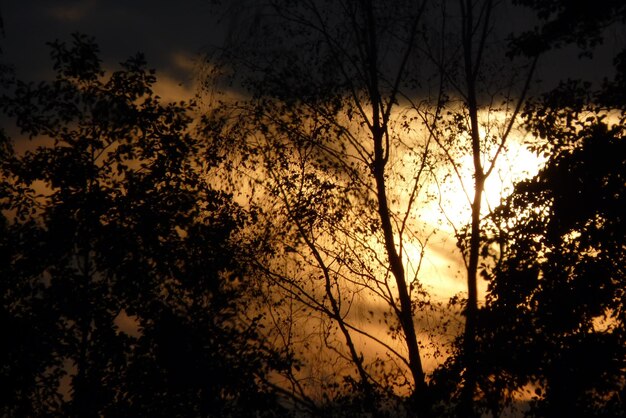 Photo silhouette of trees at sunset