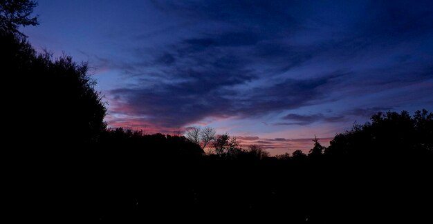 夕暮れの木のシルエット