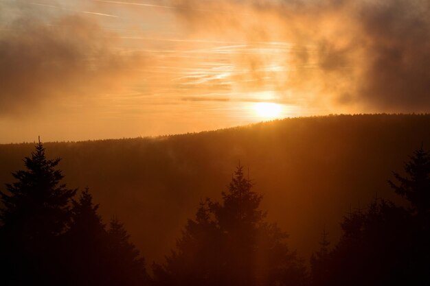 Silhouette of trees at sunset