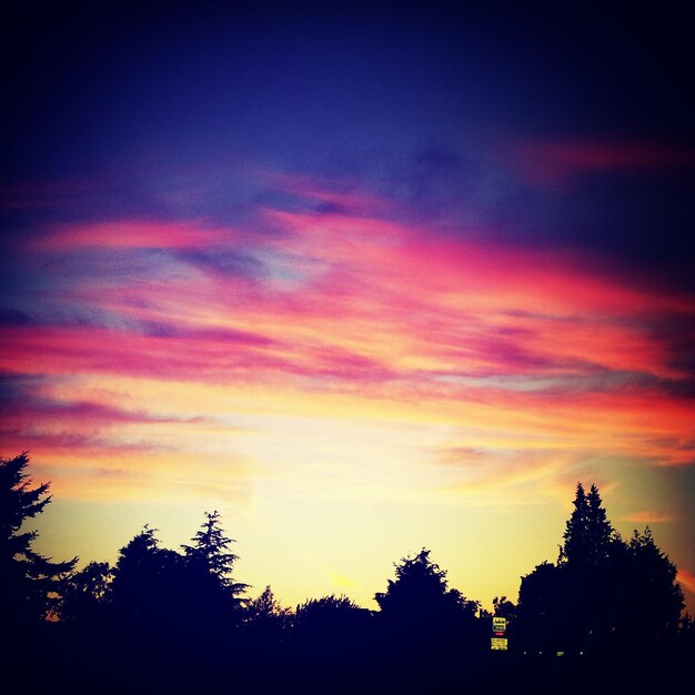 Photo silhouette of trees at sunset