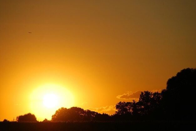 Silhouette of trees at sunset