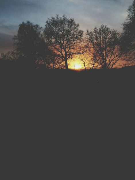 Silhouette of trees at sunset