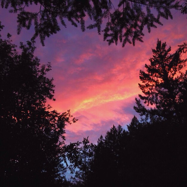 Foto silhouette di alberi al tramonto