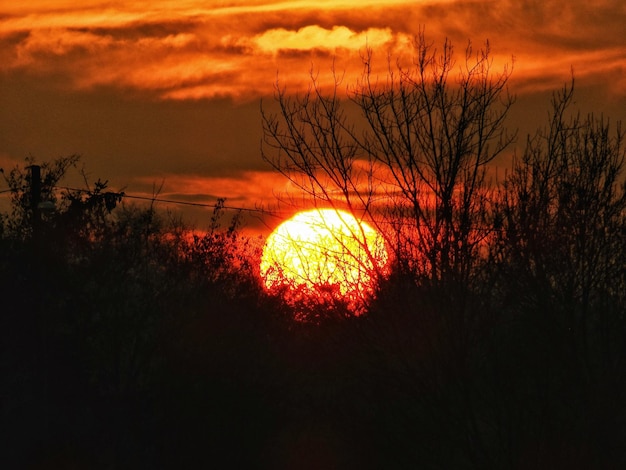 Photo silhouette of trees at sunset