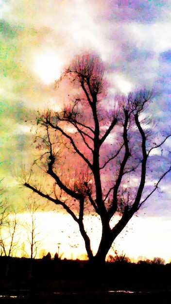Foto silhouette di alberi al tramonto