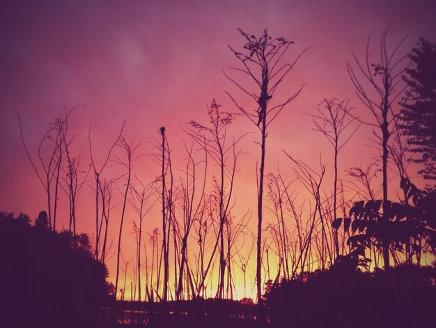 Photo silhouette of trees at sunset