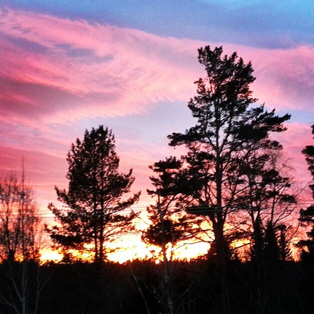 Photo silhouette of trees at sunset