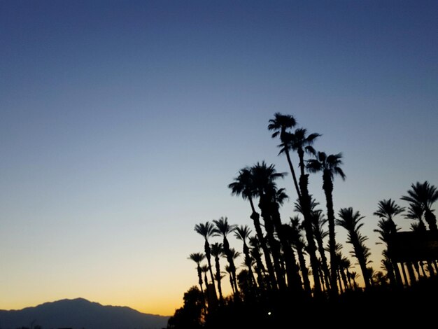 Silhouette of trees at sunset