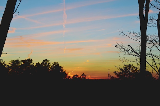 Photo silhouette of trees at sunset