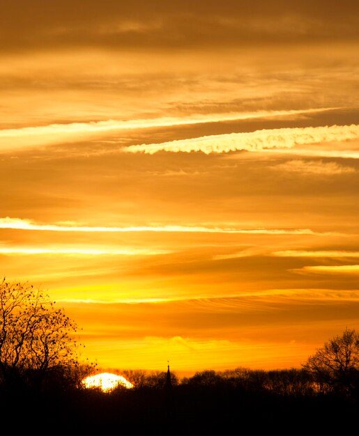 Photo silhouette of trees at sunset