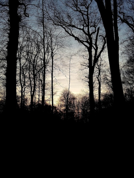 Photo silhouette of trees at sunset