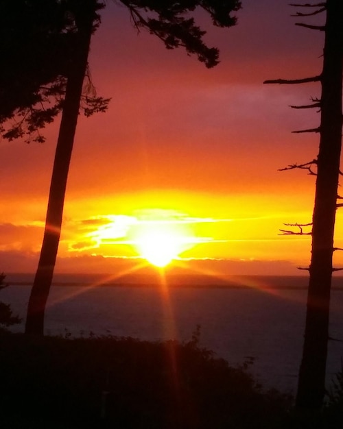 Photo silhouette of trees at sunset