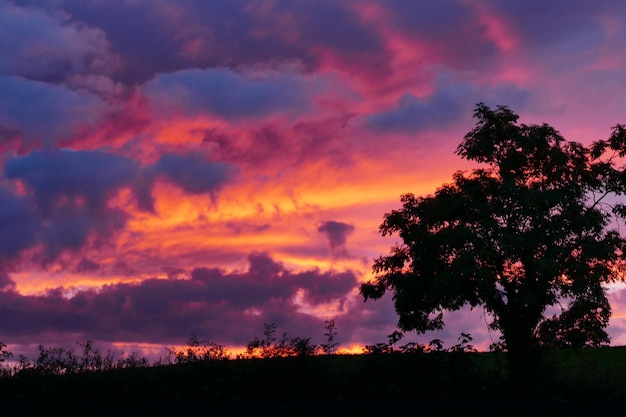 silhouette of trees at sunset