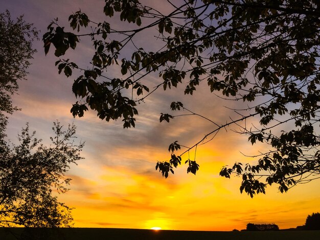 Silhouette of trees at sunset