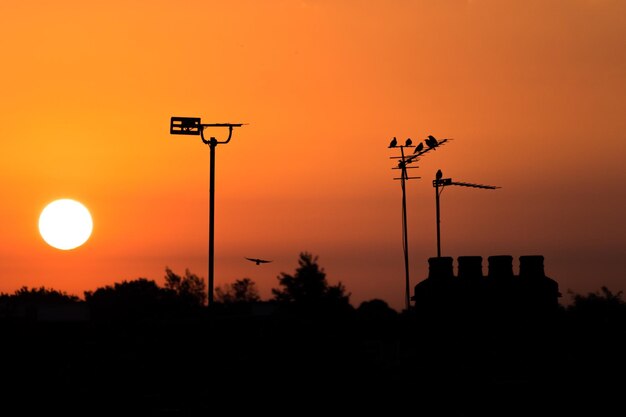 Silhouette of trees at sunset