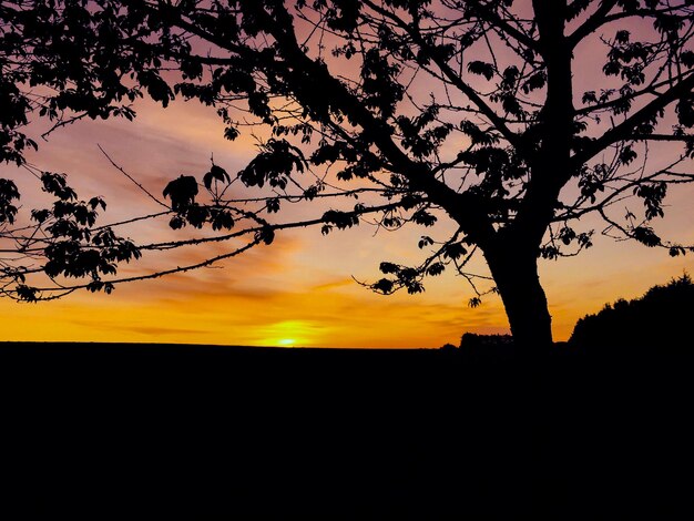 Foto silhouette di alberi al tramonto