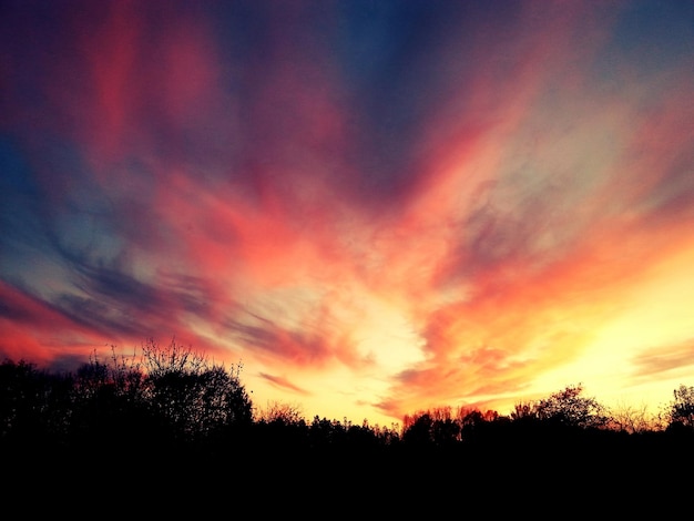 Silhouette of trees at sunset