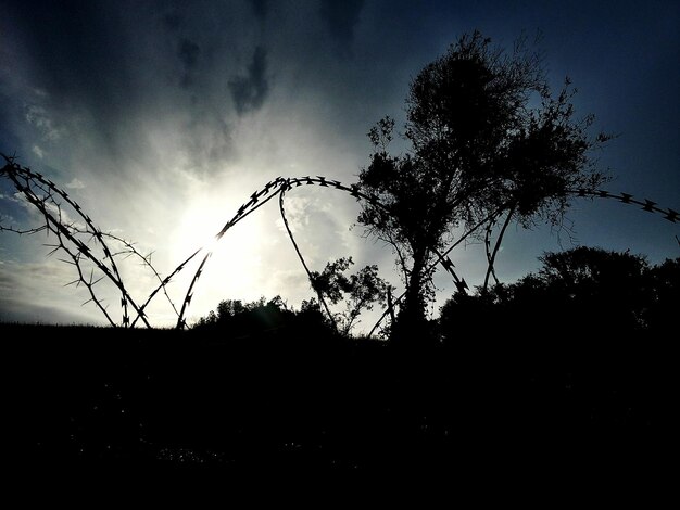 Photo silhouette of trees at sunset