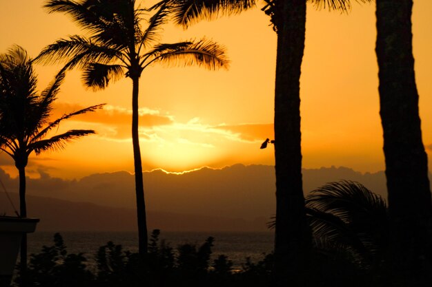 Foto silhouette di alberi al tramonto